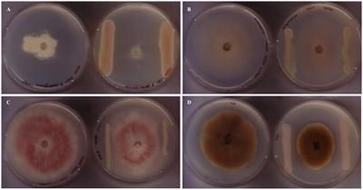 An antibiotic produced by Pseudomonas fluorescens CFBP2392 with antifungal activity against <mark class="highlighted">Rhizoctonia solani</mark>